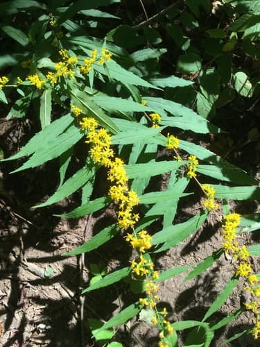 bluestem goldenrod — photo 1