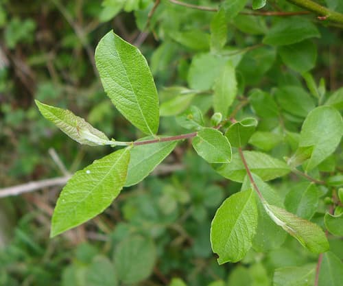 Rusty Willow — photo 1