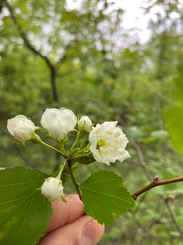 Stinking Hawthorn — photo 1