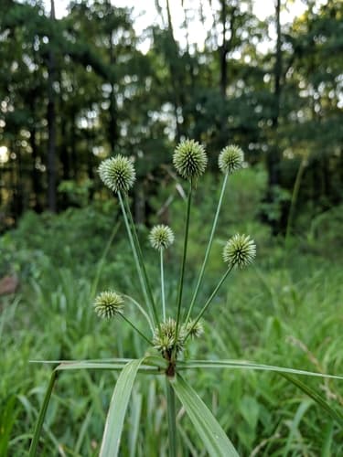 Globe Flatsedge — photo 1