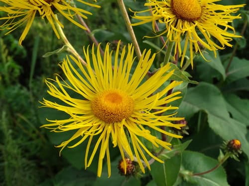 Elecampane — photo 1