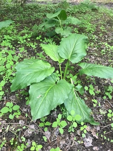 Eastern Skunk Cabbage — photo 1