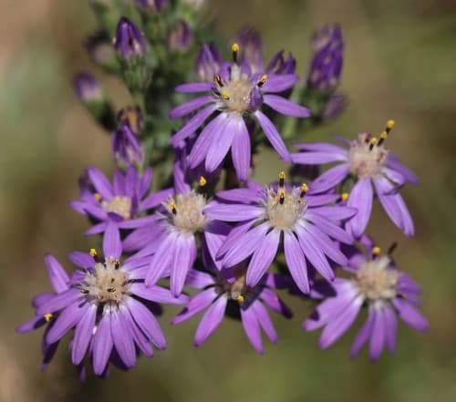 Eastern Silver Aster — photo 1