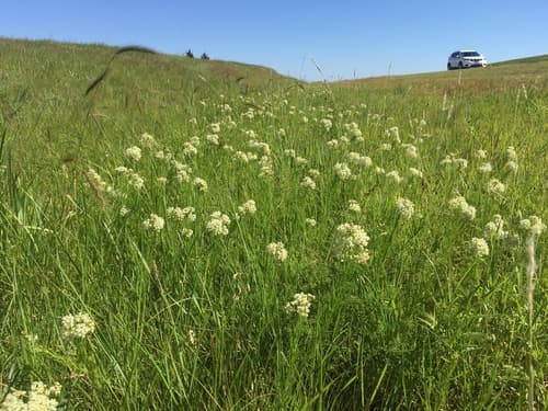 whorled milkweed — photo 1