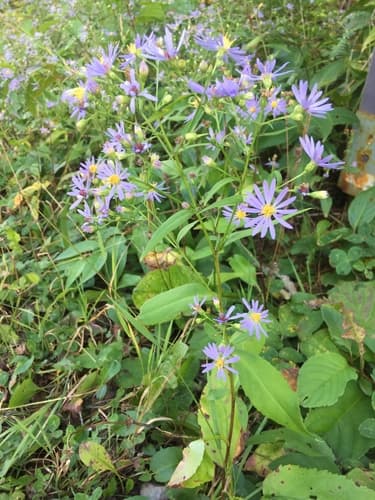 Lindley's Aster — photo 1